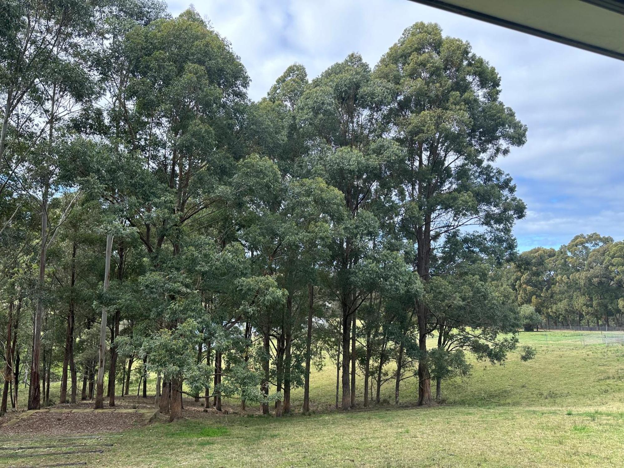 Blueberry Hills On Comleroy Farmstay - Self-Contained Cottages Kurrajong Dış mekan fotoğraf
