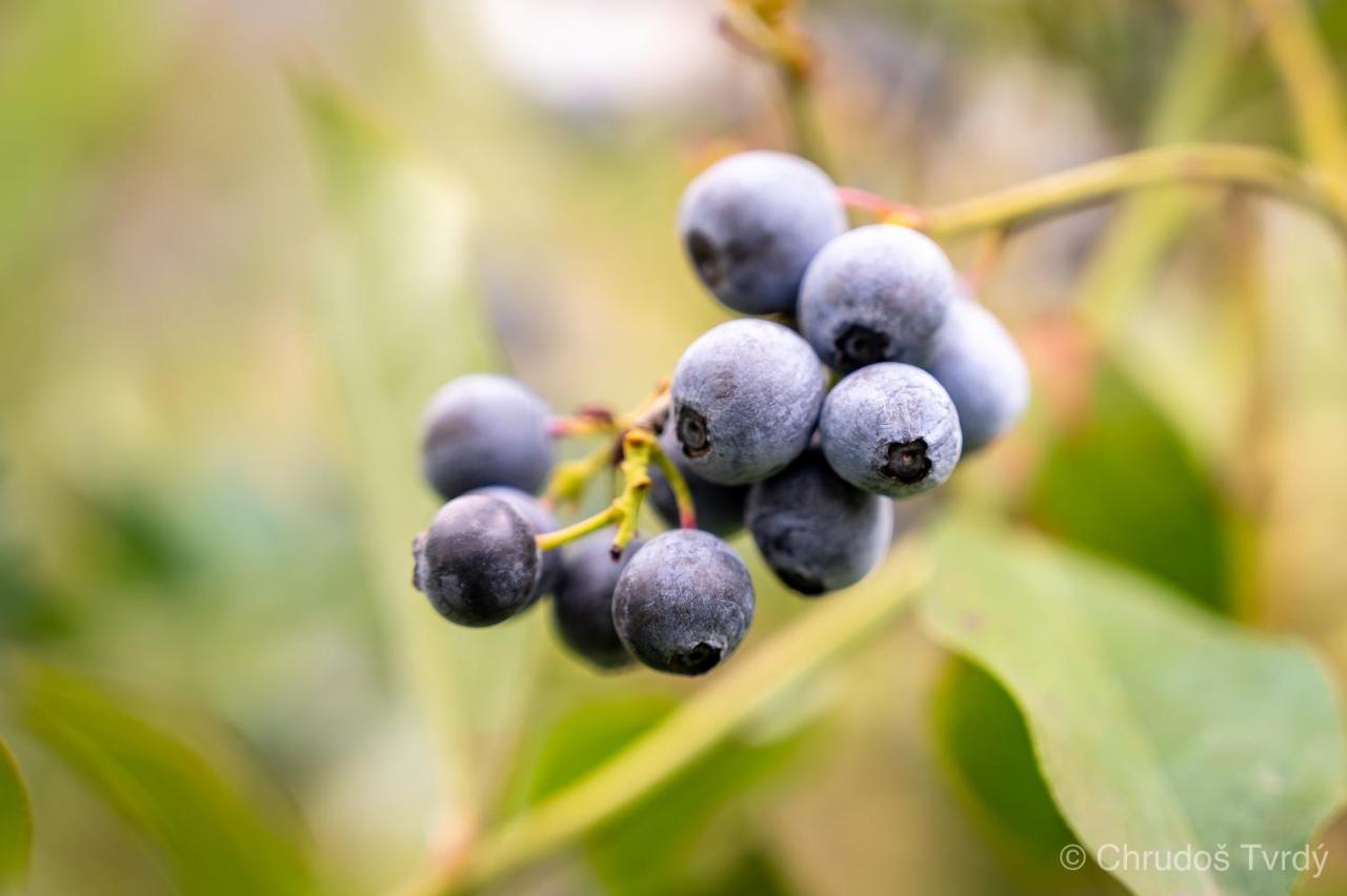 Blueberry Hills On Comleroy Farmstay - Self-Contained Cottages Kurrajong Dış mekan fotoğraf